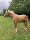 Vends PFS palomino 