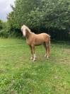 Vends PFS palomino 