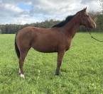 Jument SF X Paint 2022