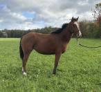 Jument SF X Paint 2022