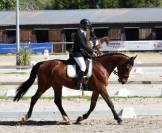 ? À VENDRE – JUMENT DE SPORT ?