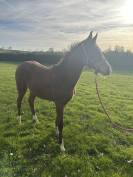 poulain par cannabis d’albain (baloubet)