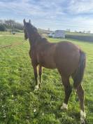 poulain par cannabis d’albain (baloubet)