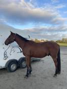 Hongre Selle Français 4 ans 