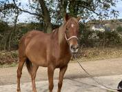 Jument loisirs 