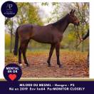 Amour de cheval pour bonne maison