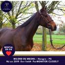 Amour de cheval pour bonne maison