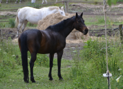 Jument Selle Français PP 12 ans