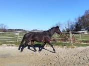 Jument Selle Français PP 12 ans