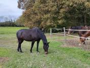 Jument Selle Français PP 12 ans