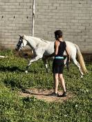 Jument lusitanienne X Camargue 11 ans 