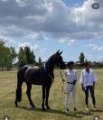 3 anni intero linea dressage