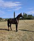 3 anni intero linea dressage