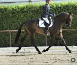 3 anni intero linea dressage