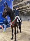 3 anni intero linea dressage