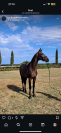 3 anni intero linea dressage