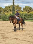 Cheval de balade et dressage