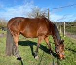 Cheval de balade et dressage