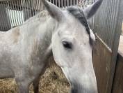 Bonjour vend espagnol hongre de 5 ans