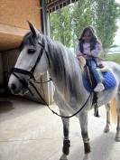 Bonjour vend espagnol hongre de 5 ans