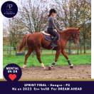 Jeune cheval top mental très facile