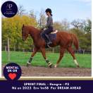 Jeune cheval top mental très facile