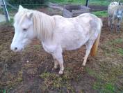 Ponette creme type Welsh