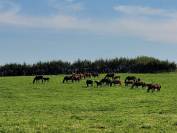 Pension Pâture / Paddock - Cheval / Poney 