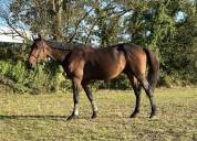 Adorable cheval de 6 ans