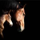 Pension Chevaux – Élevage du Tavernier (Cressensac, Lot