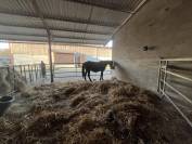 Pension Chevaux – Élevage du Tavernier (Cressensac, Lot