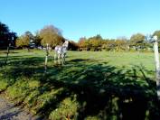Pension chevaux - Ferme équestre de coat maudez (Guingamp)