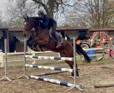 Magnifique jument kwpn de 5 ans +-1m70