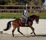Magnifique jument kwpn de 5 ans +-1m70
