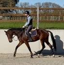 Magnifique jument kwpn de 5 ans +-1m70