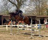 Magnifique jument kwpn de 5 ans +-1m70
