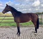 Magnifique jument kwpn de 5 ans +-1m70