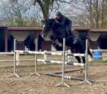 Superbe jument bwp de 7 ans +-1m70