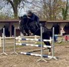 Superbe jument bwp de 7 ans +-1m70