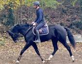 Superbe jument bwp de 7 ans +-1m70