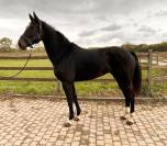 Superbe jument bwp de 7 ans +-1m70