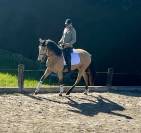 jument pure race lusitanienne 