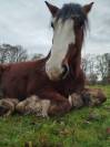 Irish cob 