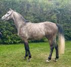 Korthago entier 5 ans par Mylord Cothargo 