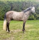 Korthago entier 5 ans par Mylord Cothargo 