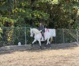 une jument lusitanienne de 14 ans