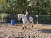 une jument lusitanienne de 14 ans