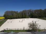 DP PONEY B Welsh Cso