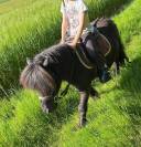 DP PONEY A Shetland CSo 