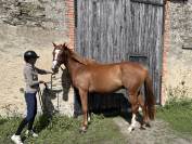 Hongre 6 ans / CSO club AM